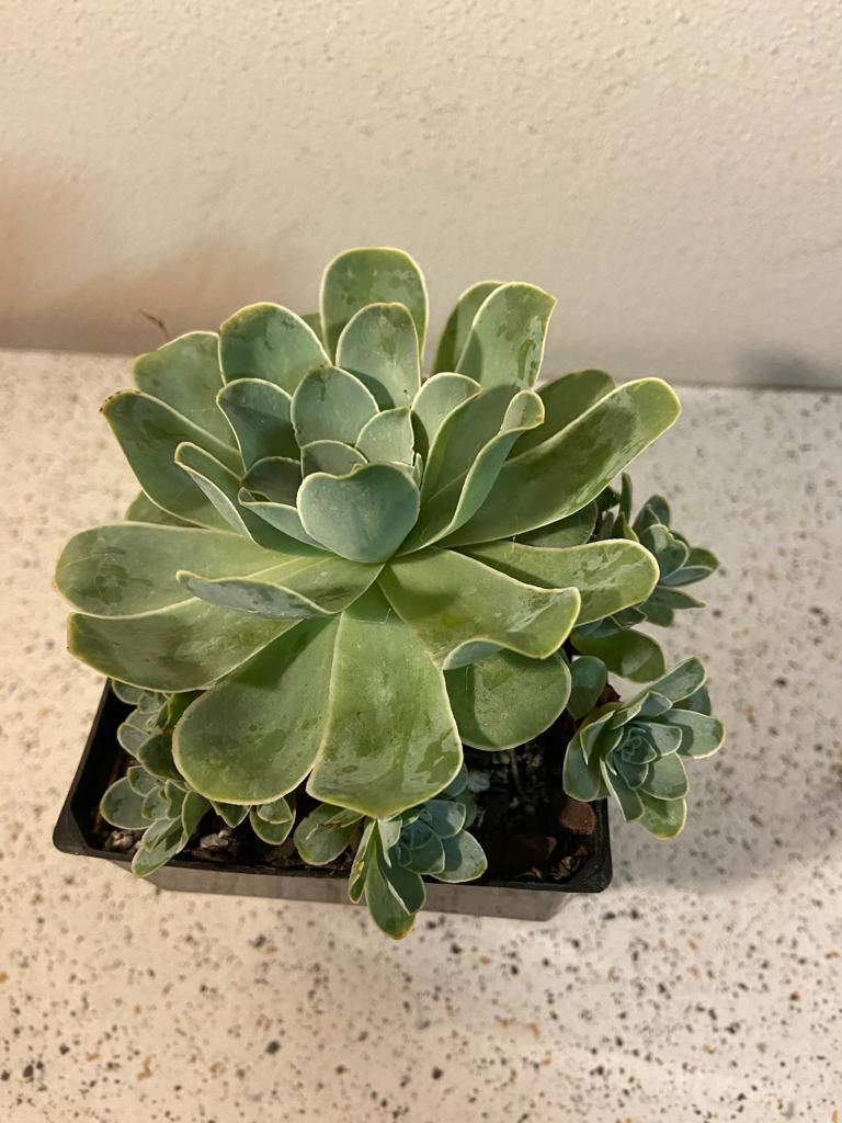 Echeveria Special #131