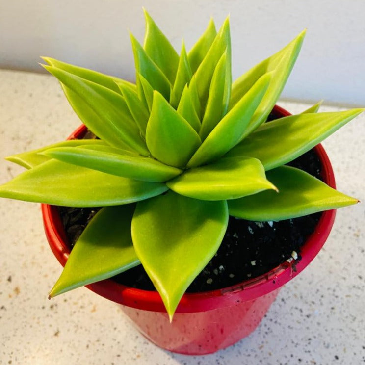 Echeveria Contapec Green 130mm