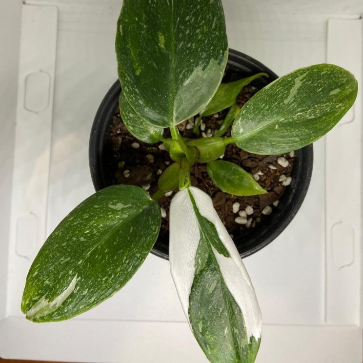 Philodendron White Princess