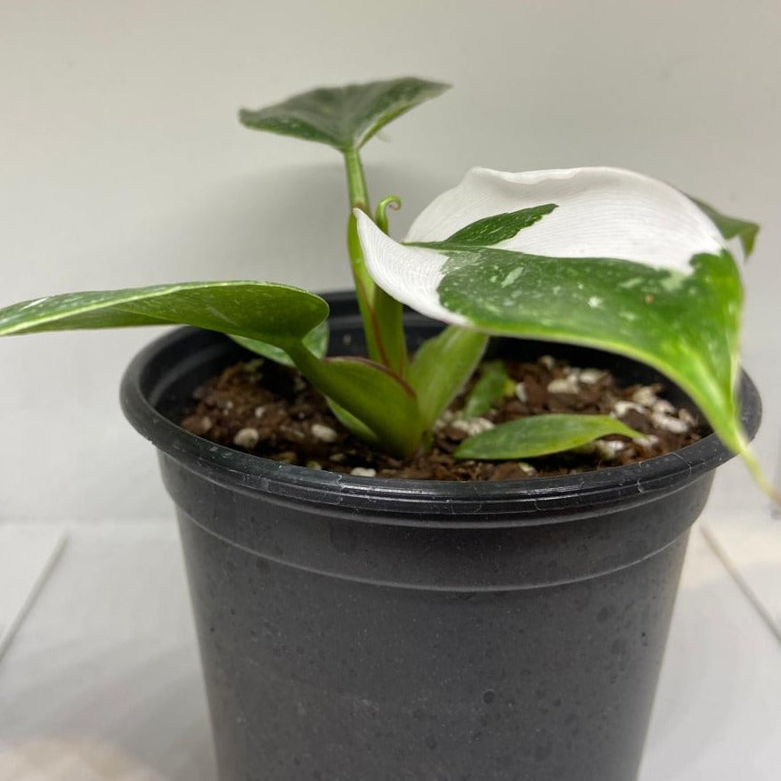 Philodendron White Princess
