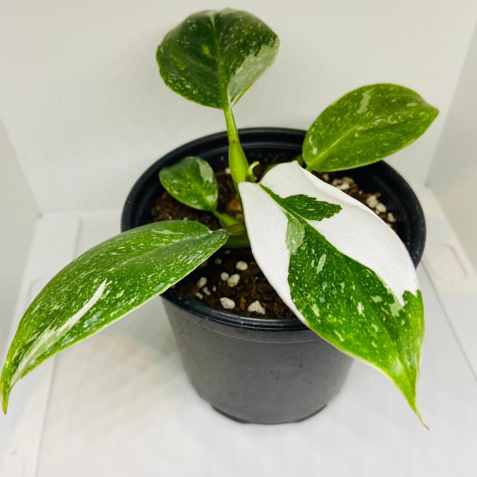 Philodendron White Princess