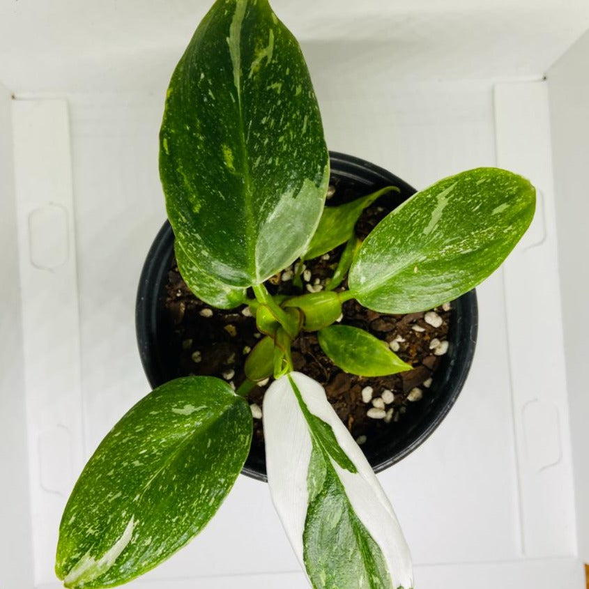 Philodendron White Princess