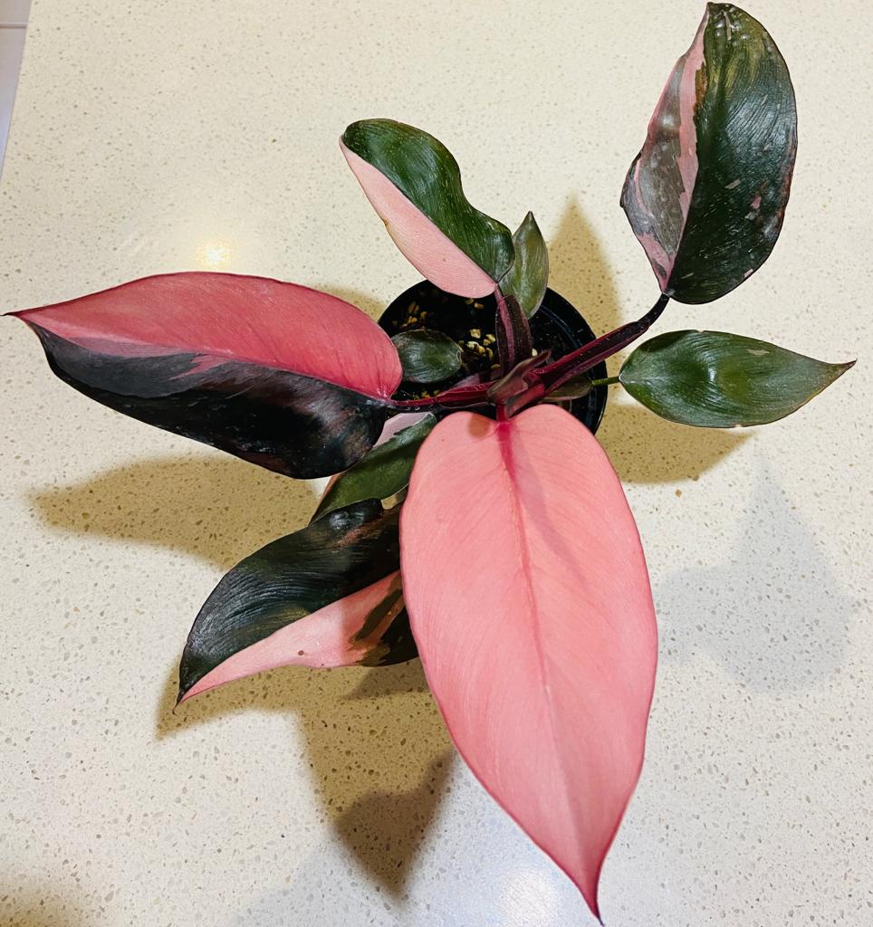 Philodendron Pink Princess