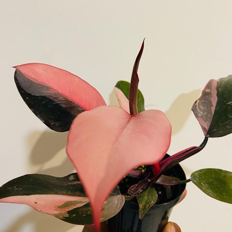 Philodendron Pink Princess