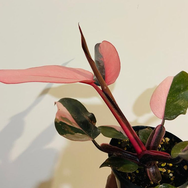 Philodendron Pink Princess