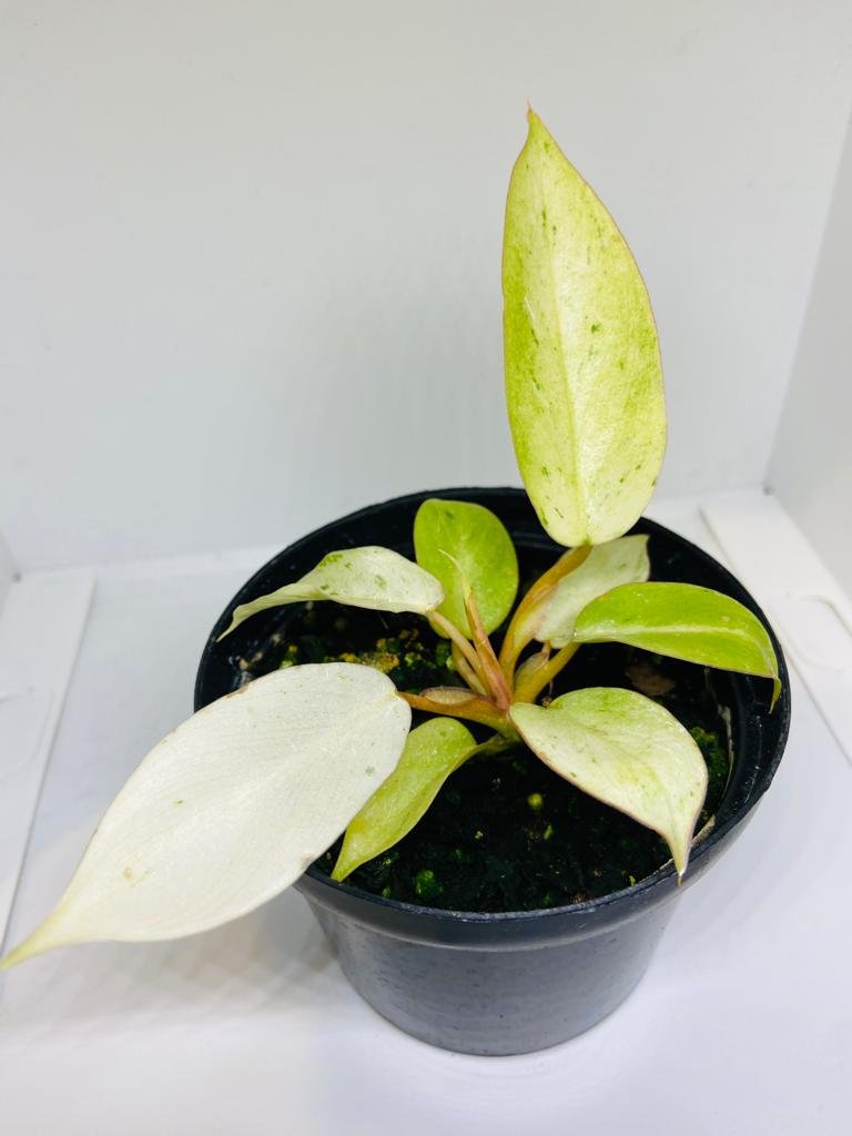 Philodendron Jungle Fever Variegated