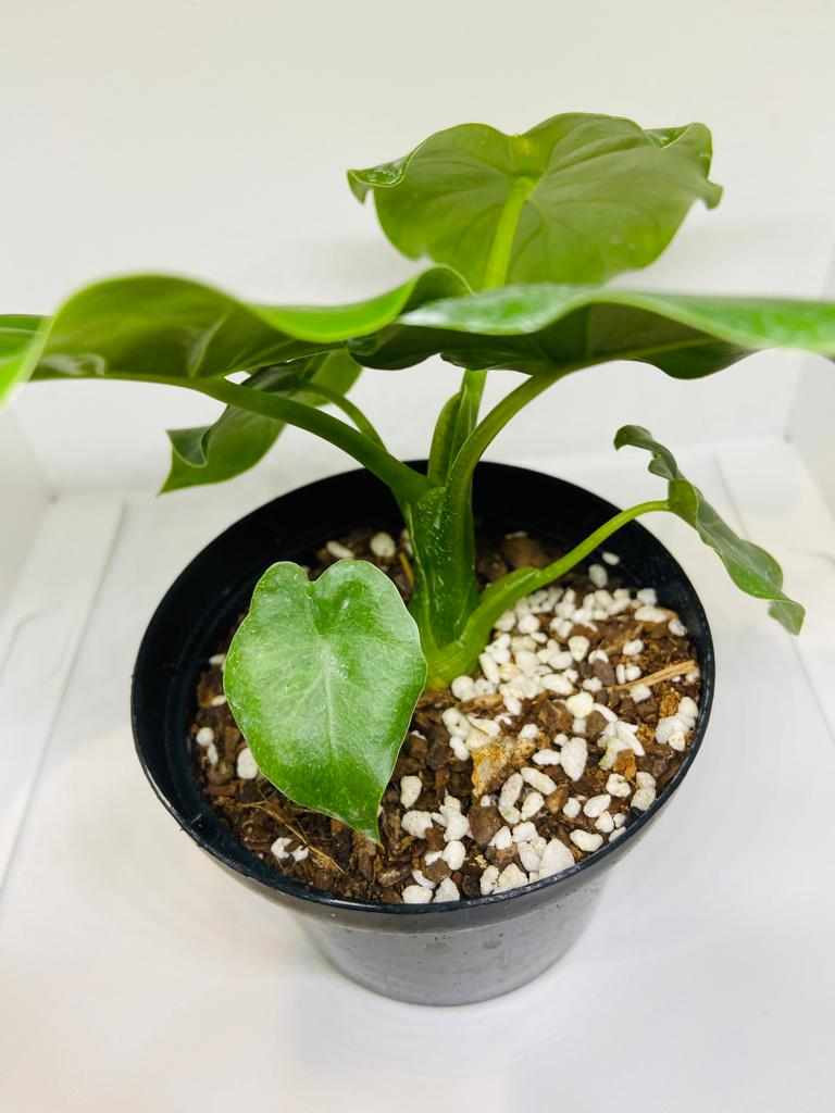 Alocasia California Odora, "Elephant Ears " 80mm
