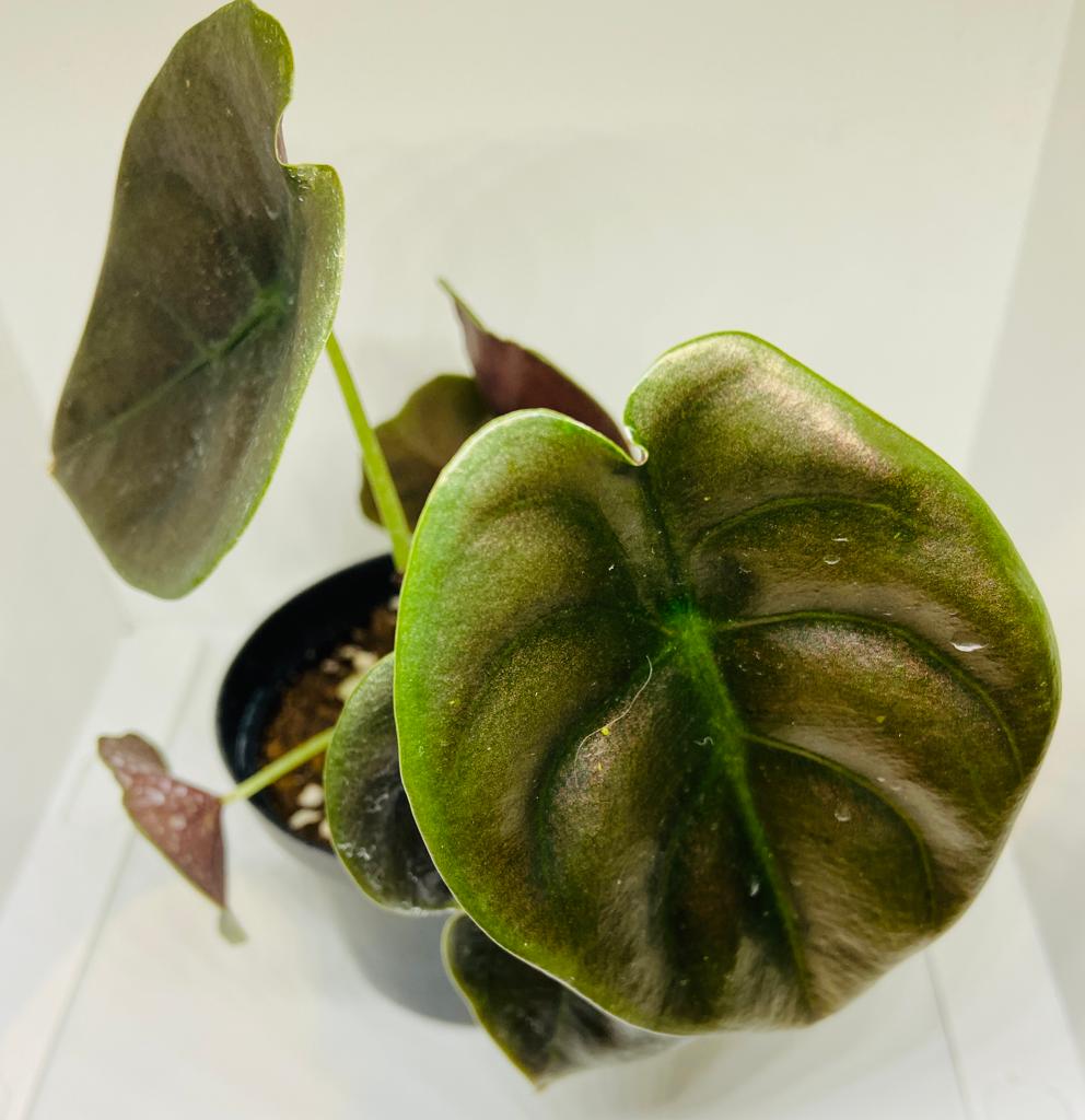 Alocasia Cuprea Red Secreat