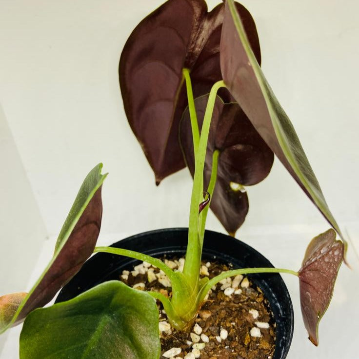 Alocasia Cuprea Red Secreat