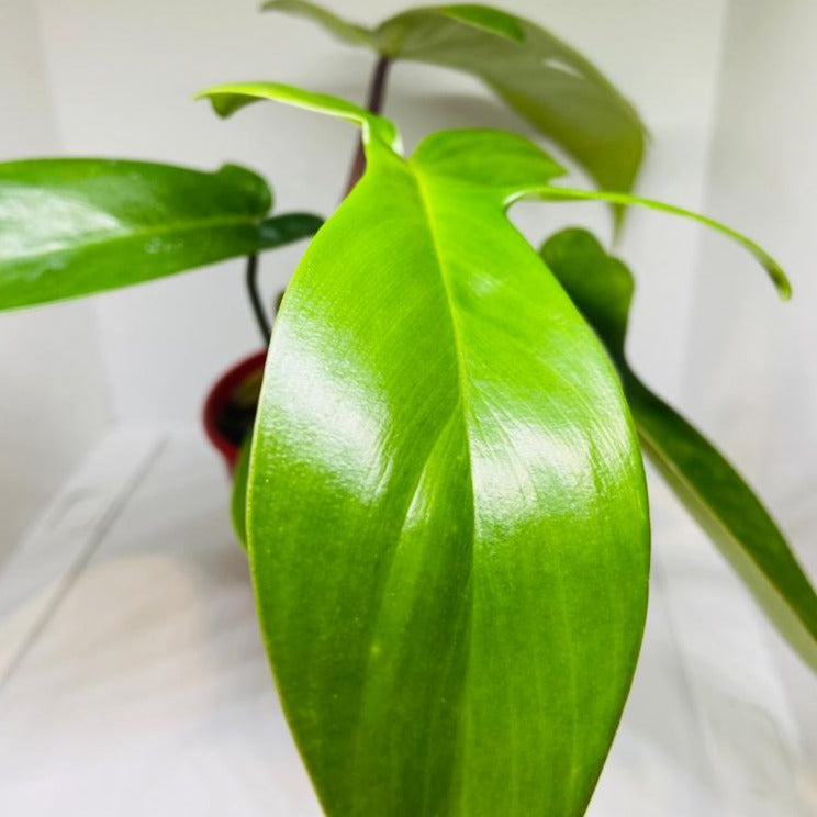 Philodendron Florida Green