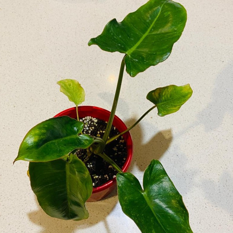 Philodendron ‘Paraiso Verde Variegated'