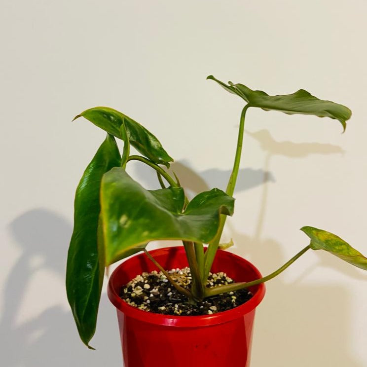 Philodendron ‘Paraiso Verde Variegated'