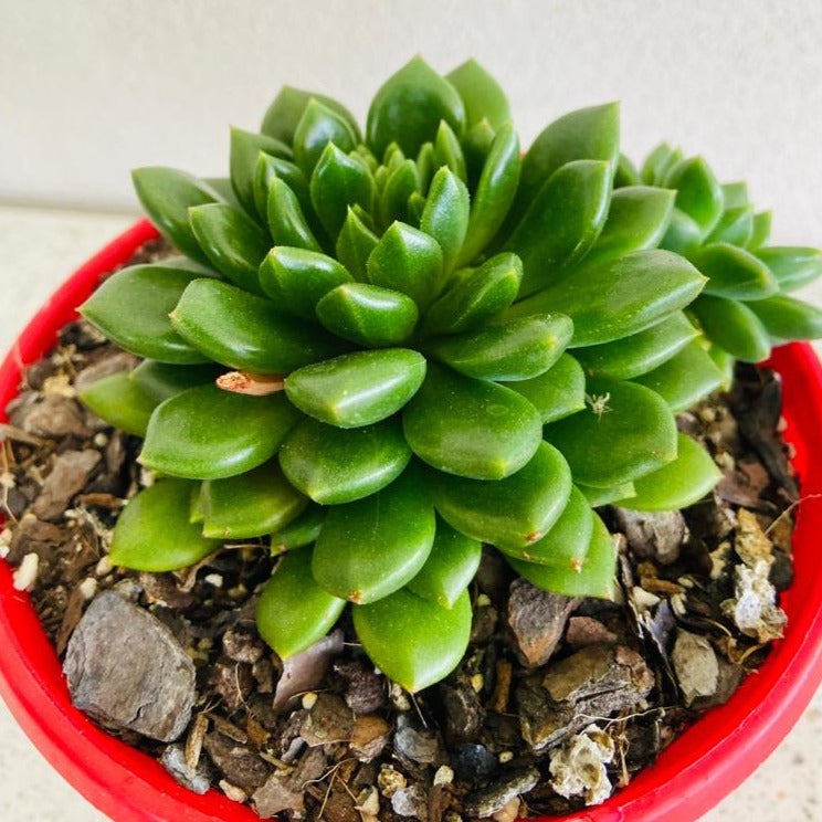 Echeveria Marcus 130mm