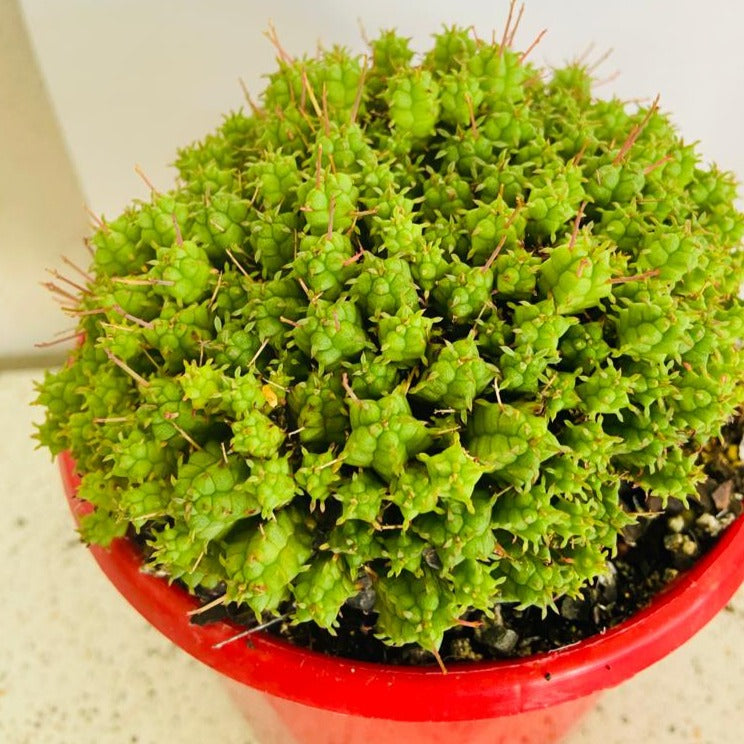 Euphorbia mammillarias cv minima