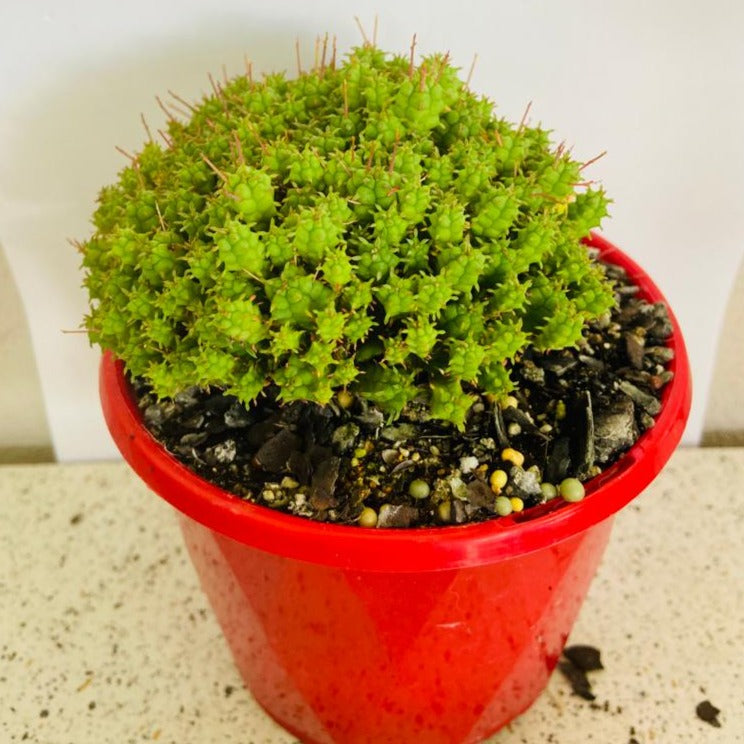 Euphorbia mammillarias cv minima