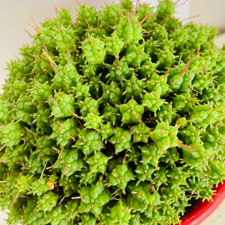 Euphorbia mammillarias cv minima