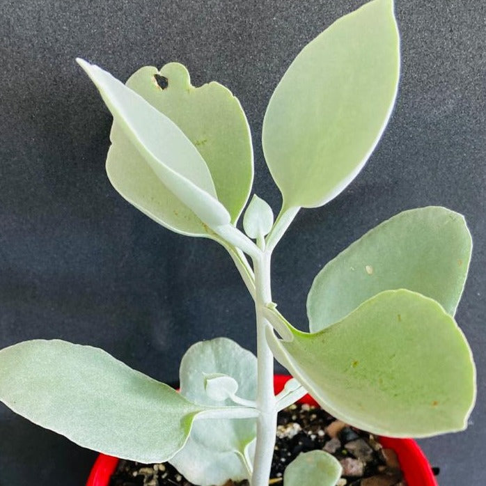 Elegant Kalanchoe Silver Spoons in a garden setting, demonstrating its versatility and beauty in an outdoor landscape.