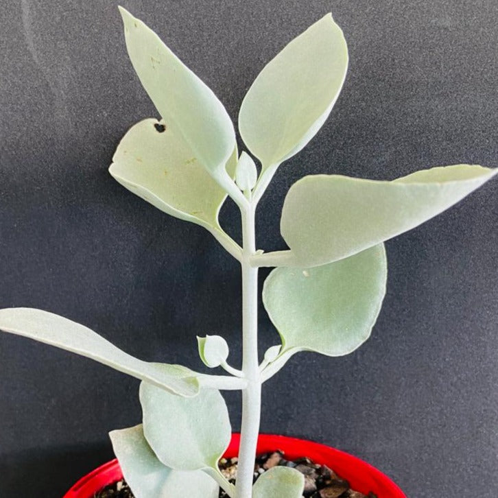 Close-up of Kalanchoe Silver Spoons' unique foliage, highlighting the textured silver leaves perfect for drought-resistant gardens.