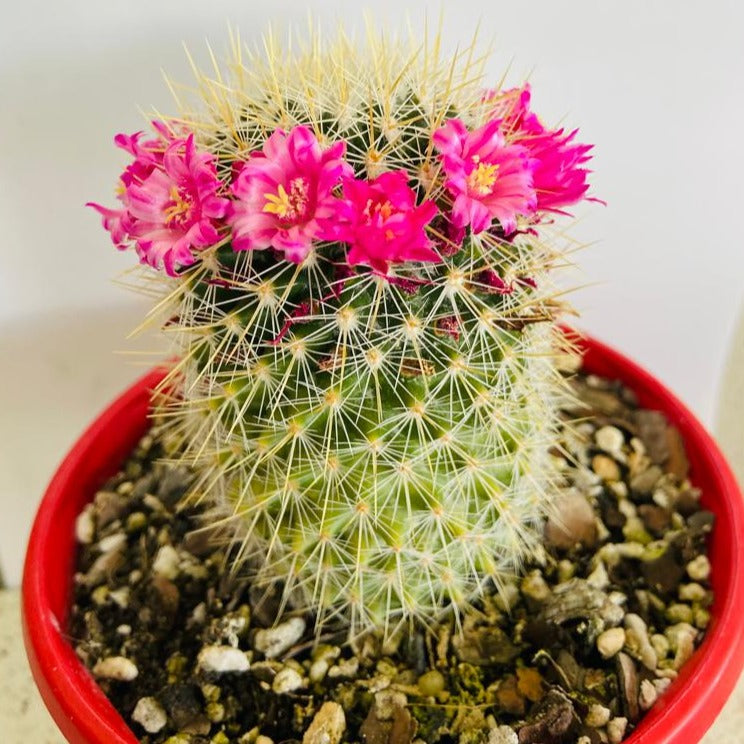 Cacti - Mammillaria Spinosissima
