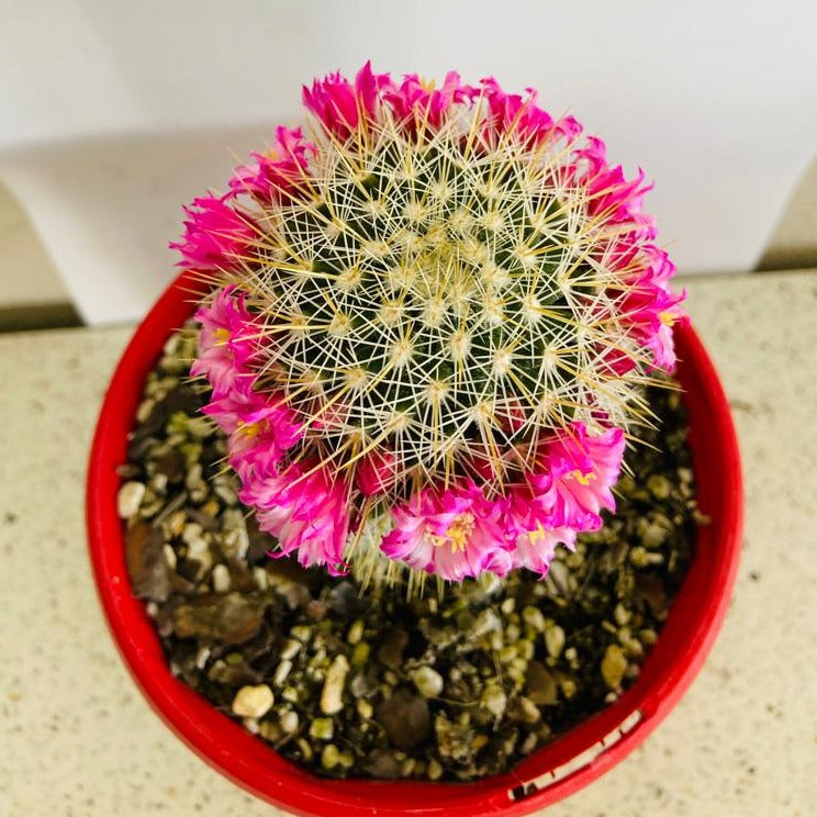 Cacti - Mammillaria Spinosissima