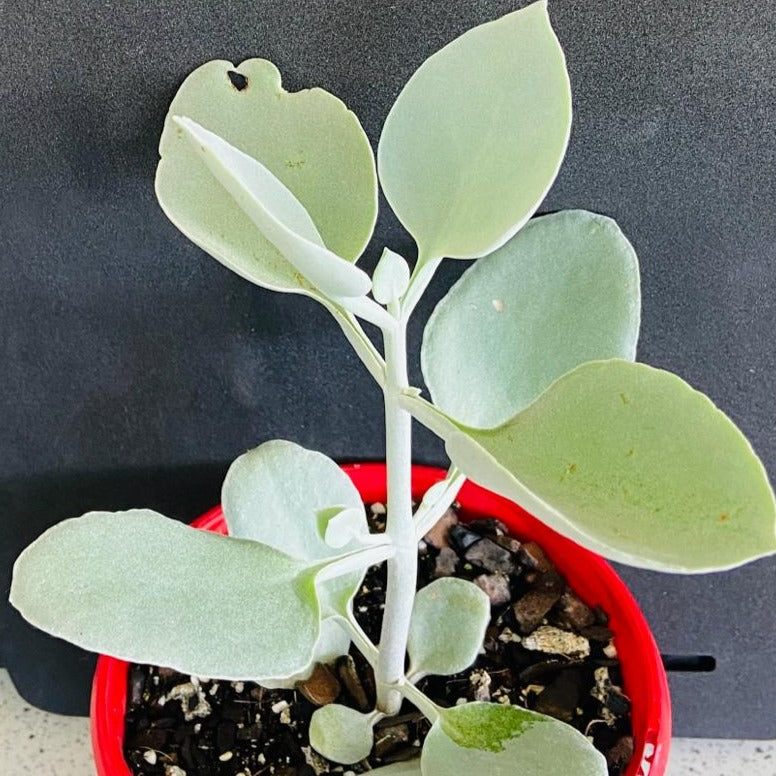 Kalanchoe Silver Spoons thriving in a rocky, well-draining soil, ideal for Australian climates, emphasizing its drought-tolerant nature.