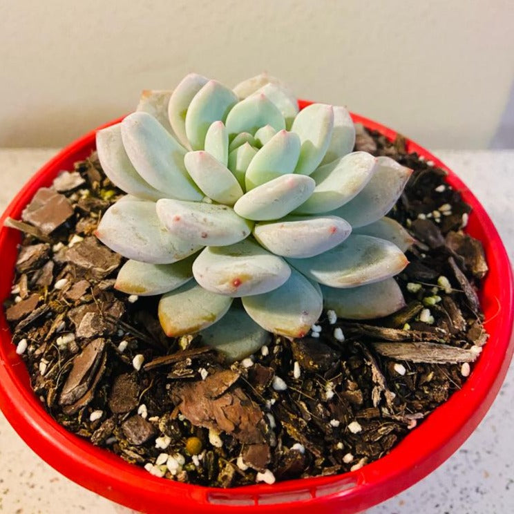 Echeveria Monroe