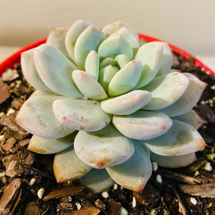 Echeveria Monroe
