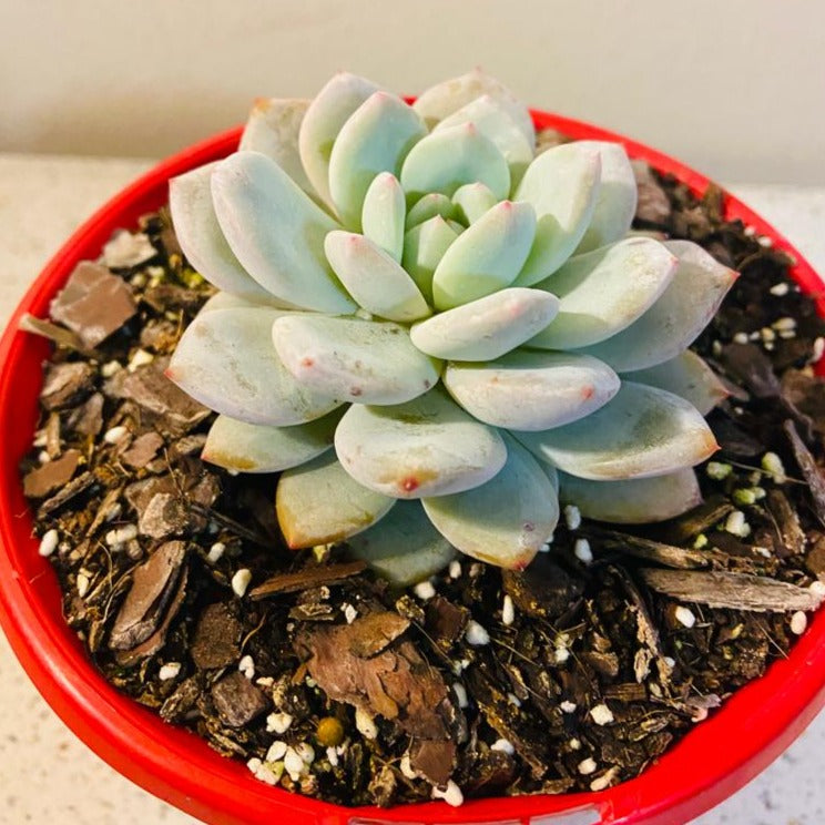 Echeveria Monroe