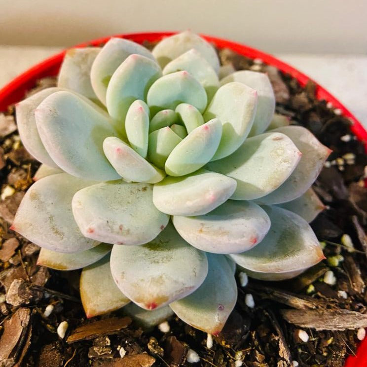 Echeveria Monroe