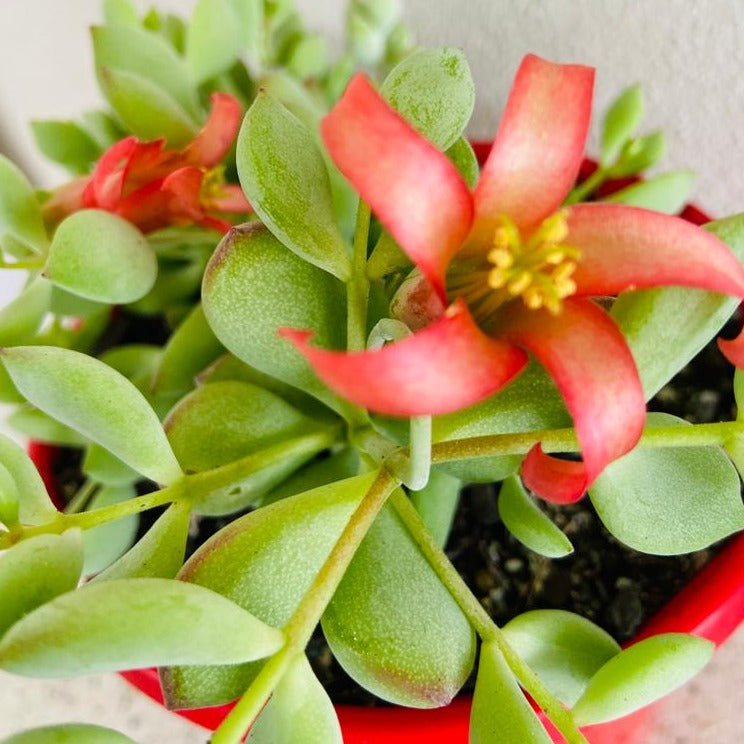cliff cotyledon succulent Cotyledon pendens – Cliff Cotyledon Succulent