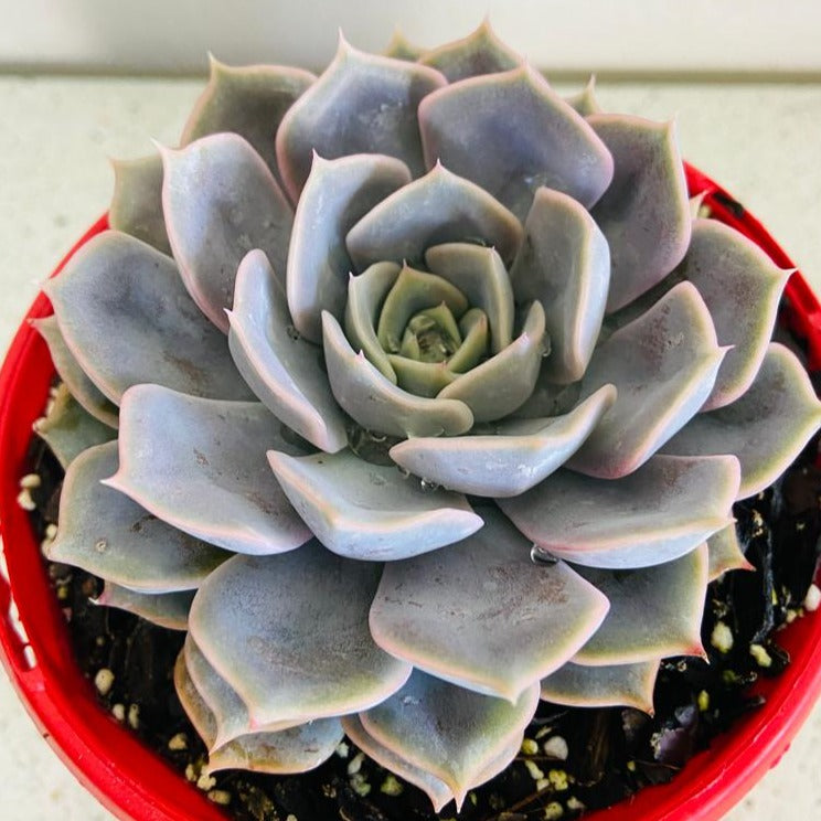 world of succulents echeveria Echeveria Medusa 130mm – Succulents World