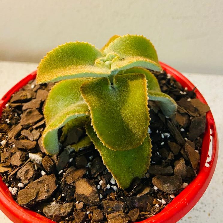 Kalanchoe Beharensis Monstrose 190mm