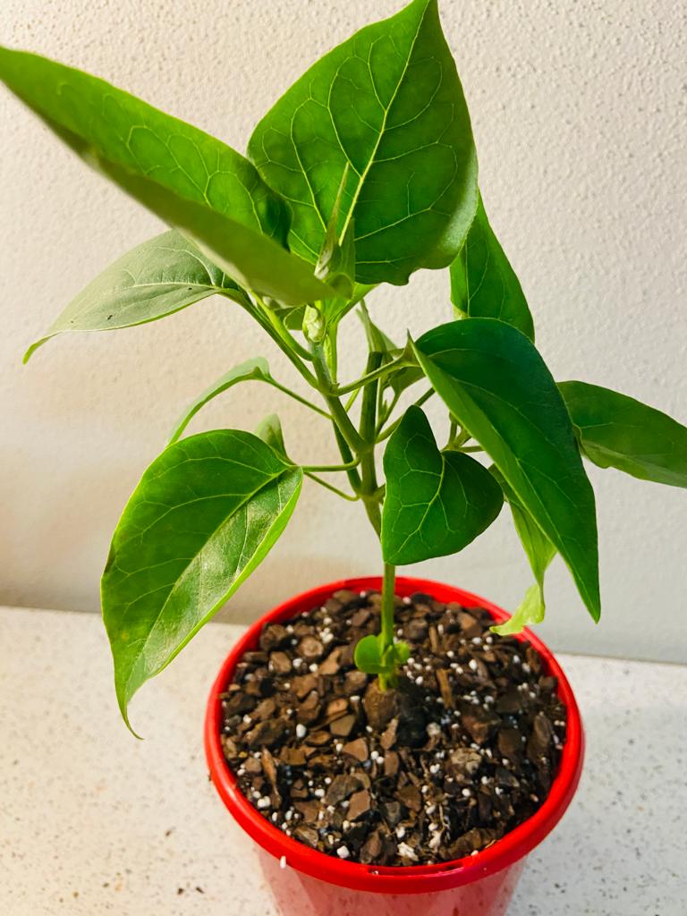 Mirabilis Jalapa Forms Caudex
