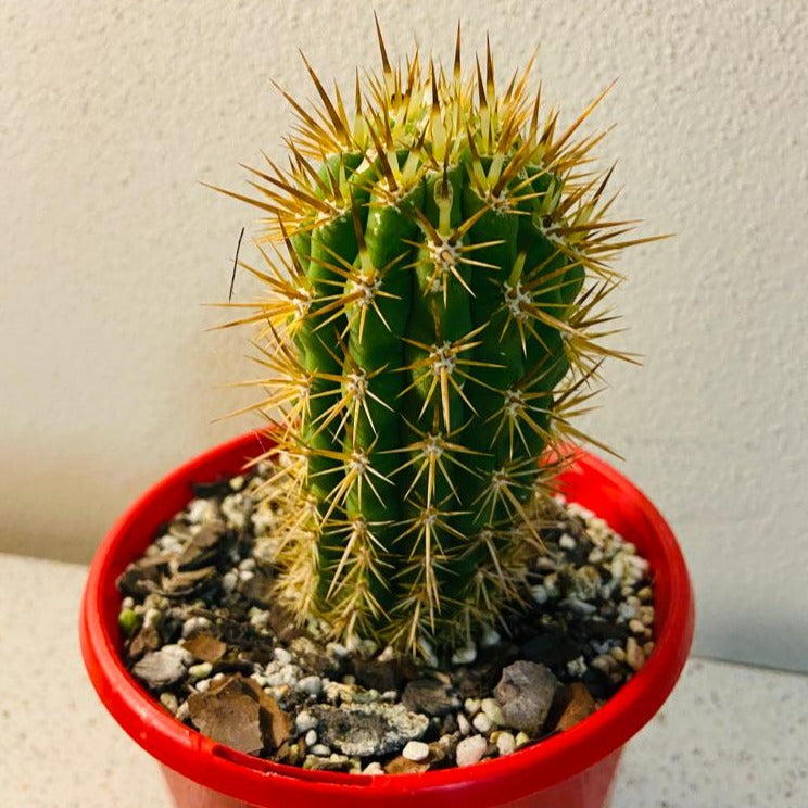 Cacti - Echinopsis Chilensis