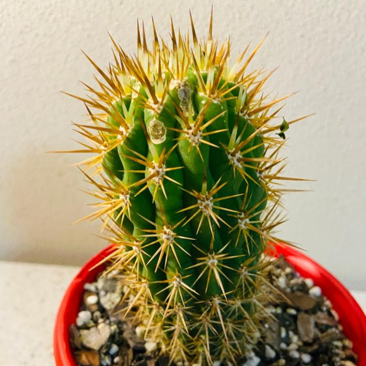 Cacti - Echinopsis Chilensis