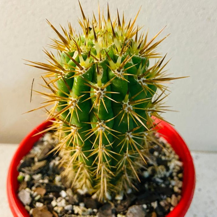 Cacti - Echinopsis Chilensis