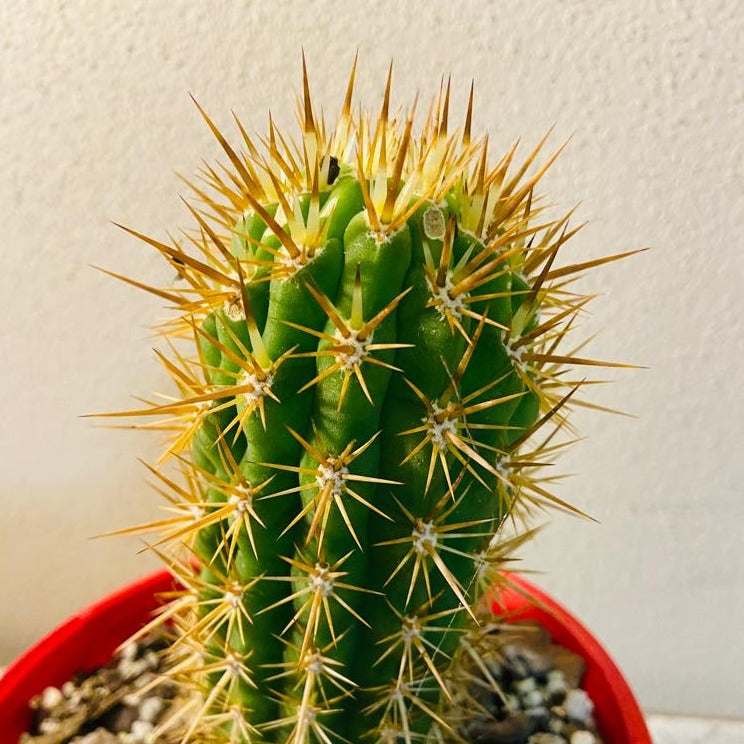 Cacti - Echinopsis Chilensis