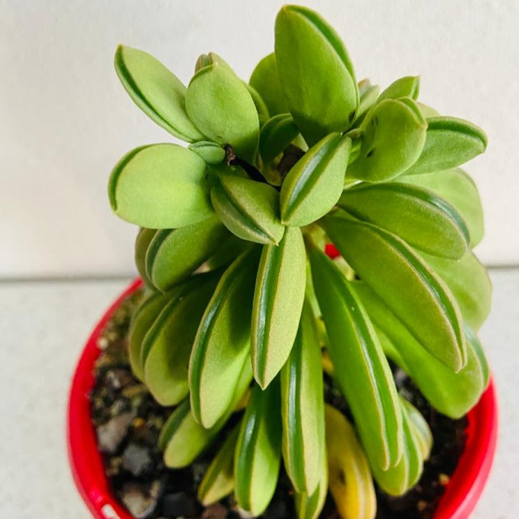 Peperomia Dolabriformis 130mm