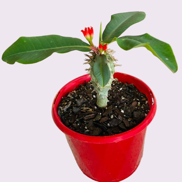 Euphorbia Viguieri