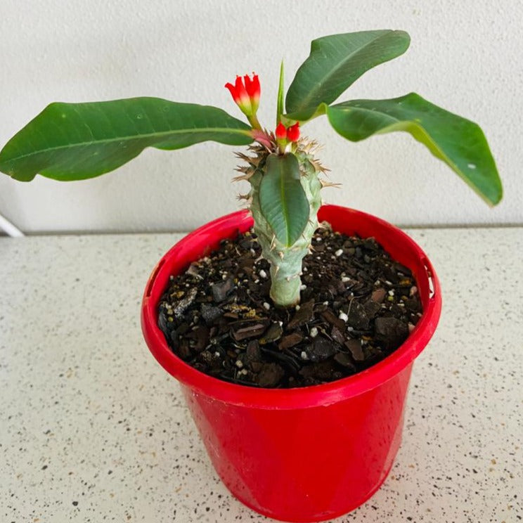 Euphorbia Viguieri