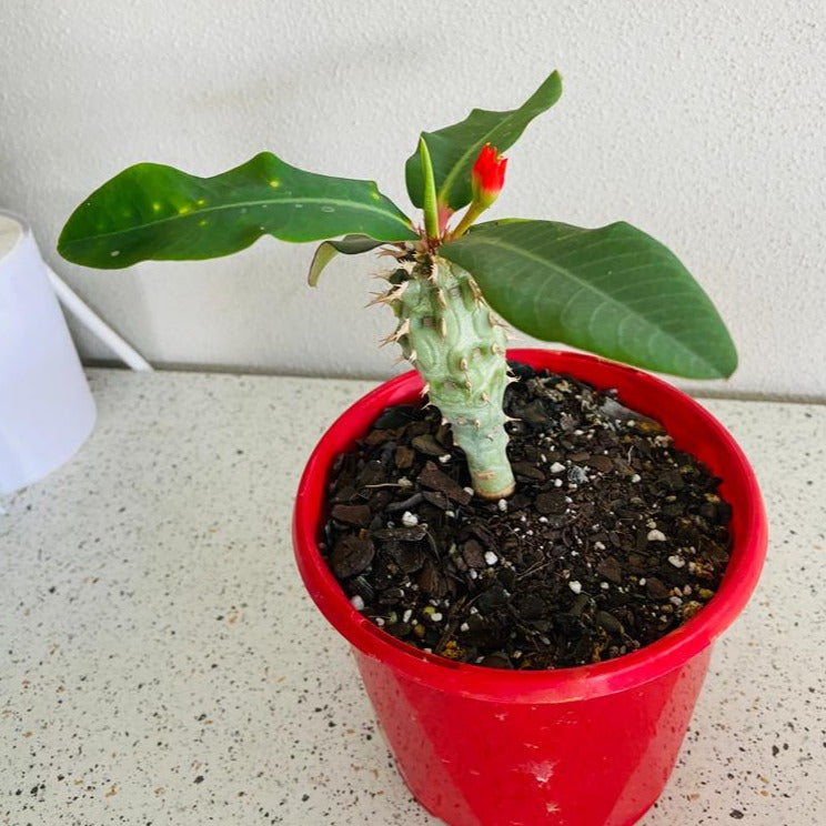 Euphorbia Viguieri