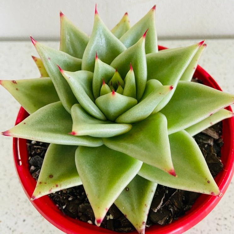 ebony succulent Echeveria Ebony Salitera 130mm – Succulents World