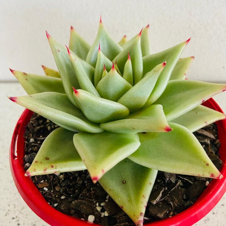 Echeveria Ebony Salitera 130mm