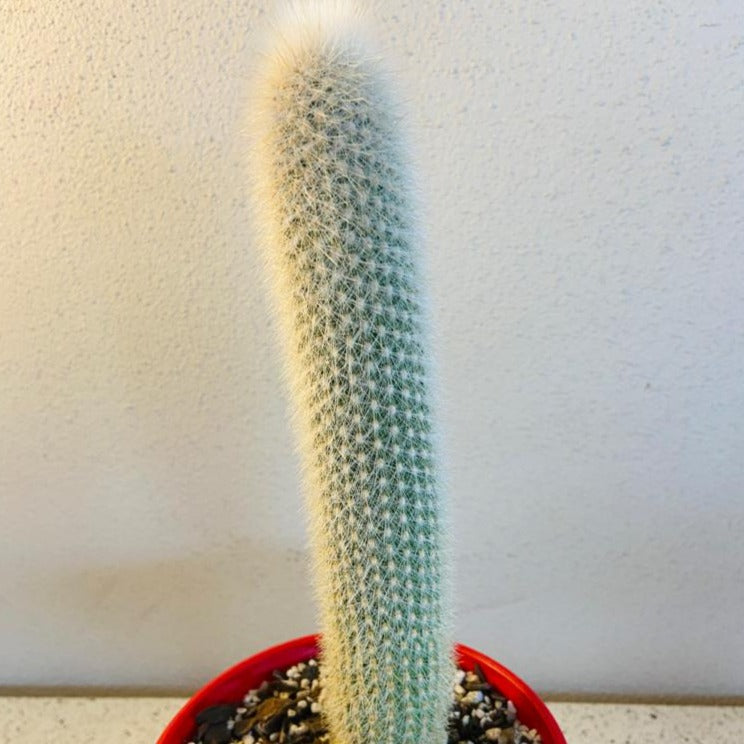Cacti- Espostoa - Old Man cactus My Store