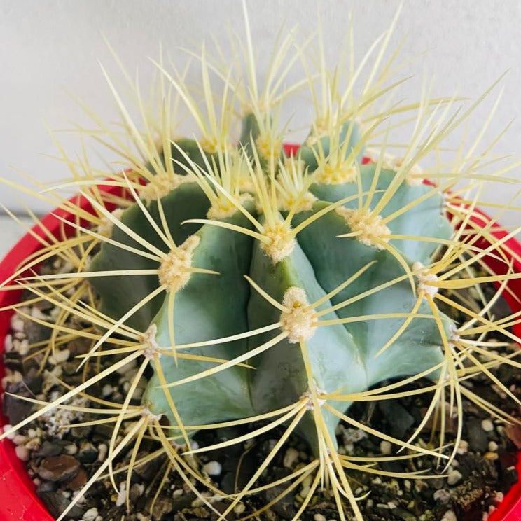 Ferocactus Glauscens