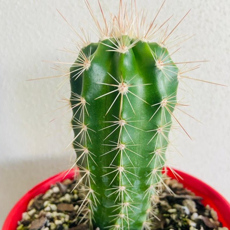 Cacti Echinocereus Polycantha Donna Ana Succulents World