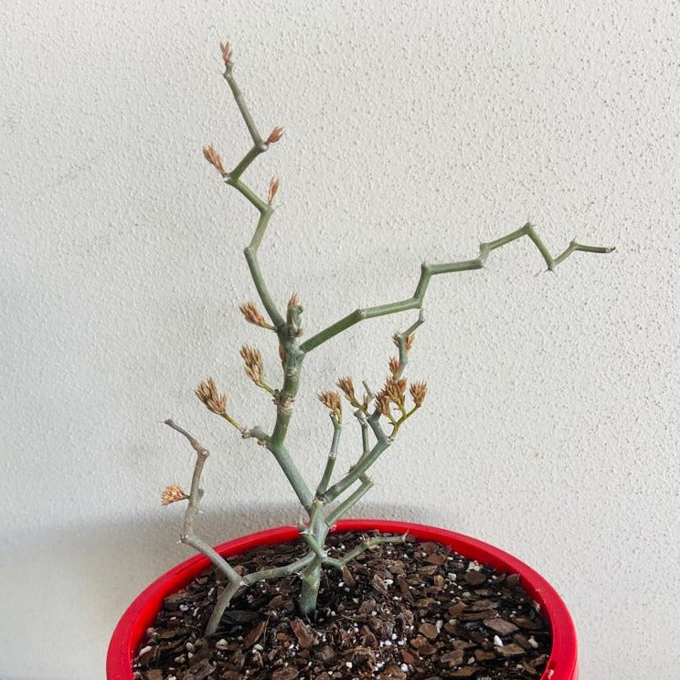 Decarya Madagascariensis