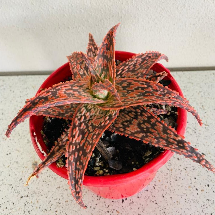 Aloe Hybrid Fish Series Pike 130mm