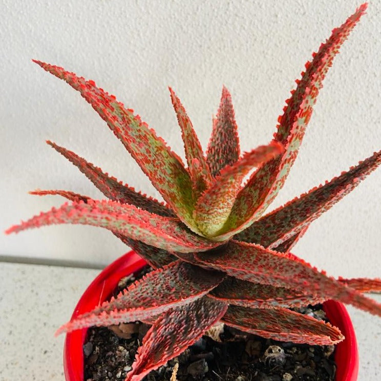Aloe Hybrid Juno 130mm
