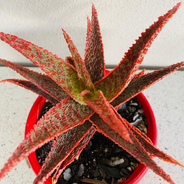 Aloe Hybrid Juno 130mm